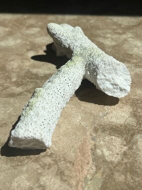 Indo Pacific White Coral Branch 6.5 inches long